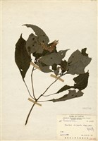 藏品(角桐草)的圖片
